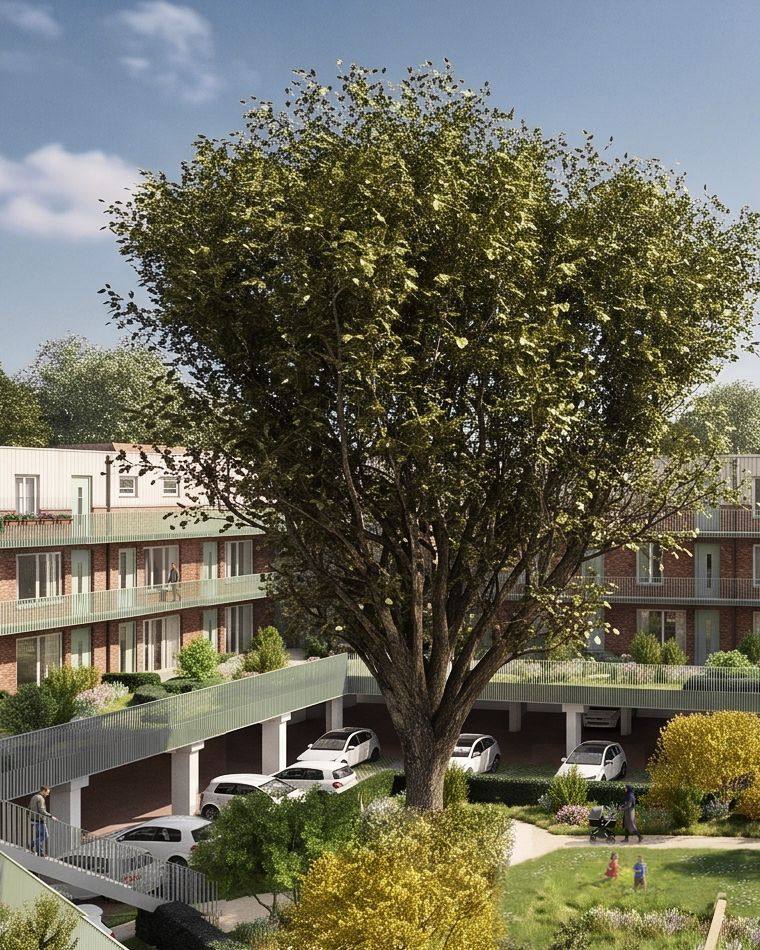 De grote boom in de binnentuin van Dok District, Boeg